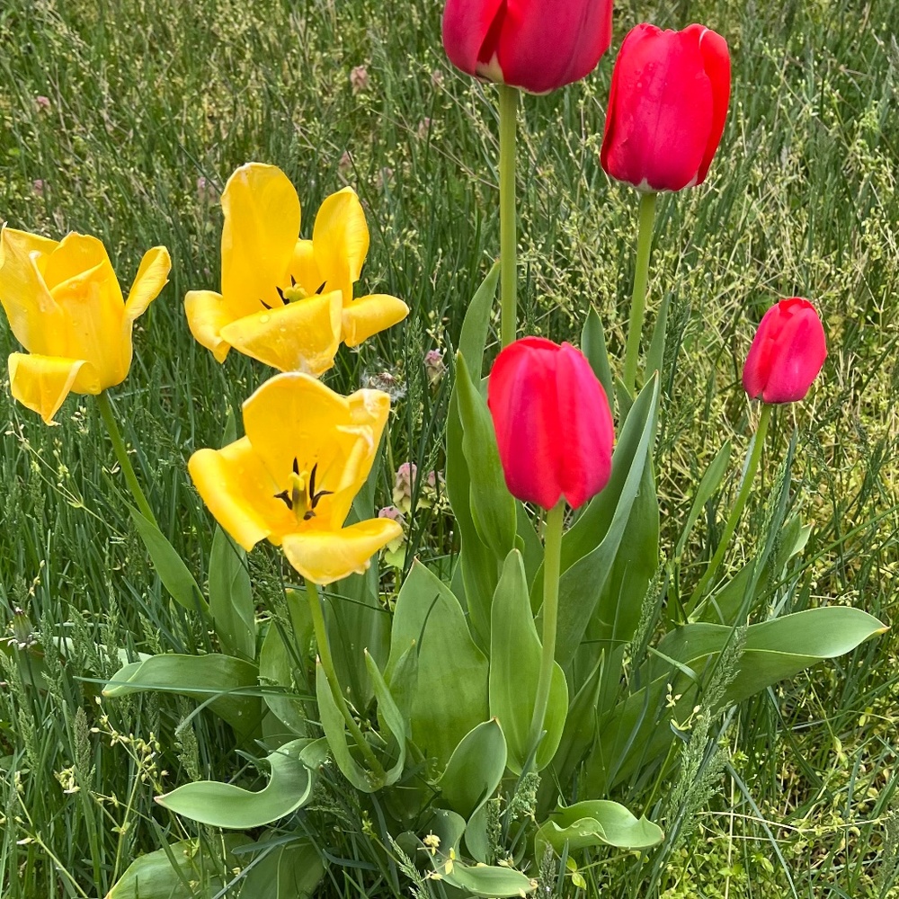 Meet your Posher, Sammy